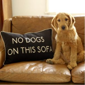 best upholstery fabric for pet owners